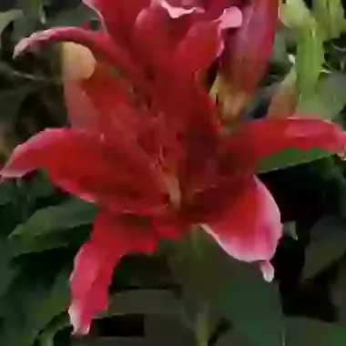 Red Flash
